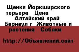 Щенки Йоркширского терьера › Цена ­ 13 000 - Алтайский край, Барнаул г. Животные и растения » Собаки   